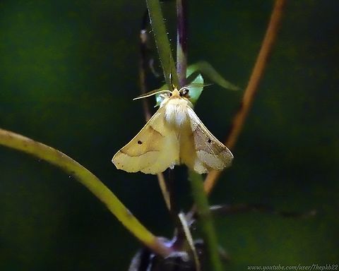 Scalloped Oak Moth (Crocallis elinguaria) When I'm out late at night or in the early hours feeding my long-standing fox friend 'Freddie', I keep a watchful eye on the moths fluttering by, or do a little searching in the woods, while Freddie feeds.

One of those I spotted this beautiful Scallop Moth clinging to a stalk nearby. with it's big dark eyes matched by the spots on each wing.

For some interesting facts on this moth, there's an accompanying video. Forgive the limitations of night shooting apparent in both the video and photo.

https://www.youtube.com/watch?v=Alz0-nqSfs8 Crocallis elinguaria,Geotagged,Scalloped oak,Summer,United Kingdom