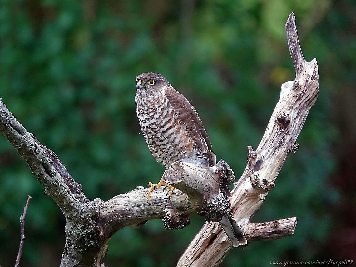 Eurasian Sparrowhawk (Accipiter nisus) One chilly, early January morning, blurry-eyed and blurry-brained, I walked into my kitchen looked through the large, almost cinema-screen like kitchen window, into the back garden.<br />
<br />
The feeders were quiet, eerily so. Where there was usually a melee of flapping wings, there was only a vacuous silence.<br />
<br />
Then I saw her. This wonderful, majestic Sparrowhawk, perched on one of my apple trees as if she was holding court.<br />
<br />
Wise move little birds!<br />
<br />
I ran to grab my camera, but I needn&#039;t have worried. She stayed in position for a good ten minutes, enabling me to get perhaps a once in a lifetime, close-up look at one of nature&#039;s finest, and this little video to remember her by: <br />
<br />
<section class="video"><iframe width="448" height="282" src="https://www.youtube-nocookie.com/embed/kC11aOeheEE?hd=1&autoplay=0&rel=0" frameborder="0" allowfullscreen></iframe></section> Accipiter nisus,Eurasian Sparrowhawk,Geotagged,United Kingdom,Winter