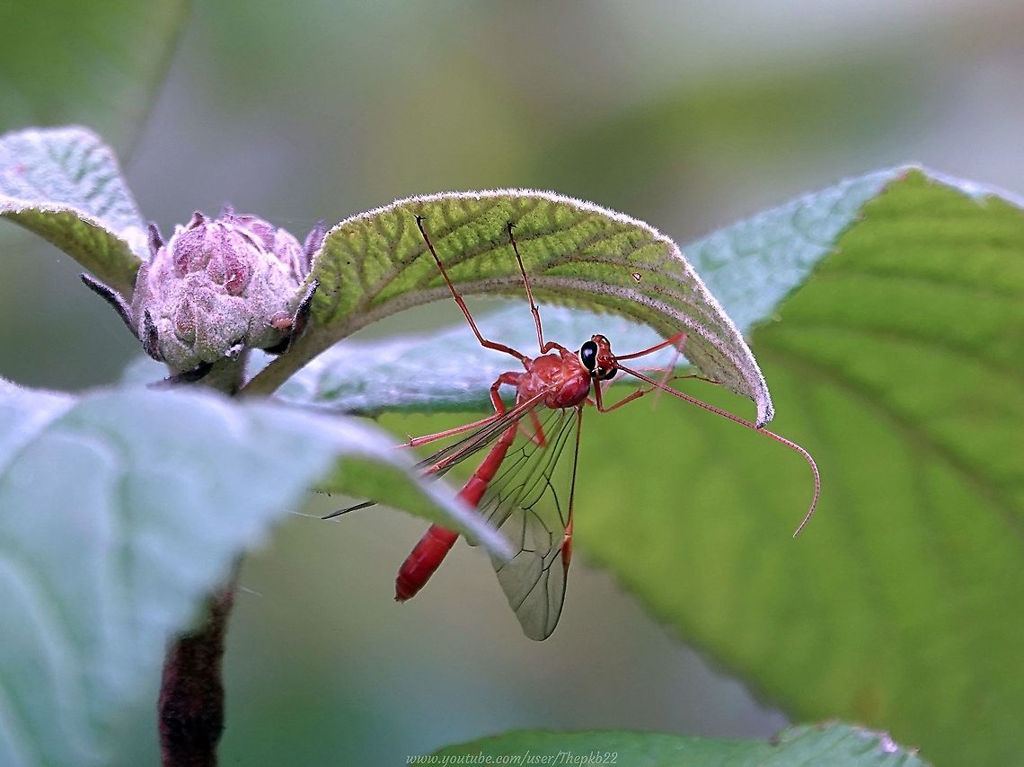 Yellow Ophion (Ophion Luteus) I know, it doesn't look that yellow, does it?<br />
<br />
This is unashamedly a 'probable' ID, that ID having been made by me, but confirmed as far as a photo/video can confirm with these poorly studied Ichneumons, by probably the top expert in the country. (as ID'd by me).<br />
<br />
Usually nocturnal, I accidentally disturbed this specimen in some woodland near my home, and managed to track it down to the tree to where it had fled rather indignantly.<br />
<br />
I took the red colouring as sage advice not to stray too close.<br />
<br />
More information and a short video here: <section class="video"><iframe width="448" height="282" src="https://www.youtube-nocookie.com/embed/NYh1web9b0o?hd=1&autoplay=0&rel=0" frameborder="0" allowfullscreen></iframe></section> Geotagged,Ophion luteus,Summer,United Kingdom