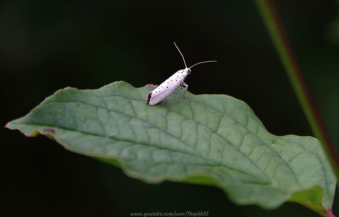 Spindle Ermine Moth (Yponomeuta cagnagella) A tricky so &#039;n&#039; so to photograph due to its diminutive size and reflective white colouration, it&#039;s also a fascinating little thing to watch with its antennae continually on the move as if it&#039;s desperately trying to tune in to its favourite radio programme.<br />
<br />
In caterpillar form, it&#039;s not so popular......<br />
<br />
A little more about the Spindle Ermine here: <section class="video"><iframe width="448" height="282" src="https://www.youtube-nocookie.com/embed/ZOsADnsDC98?hd=1&autoplay=0&rel=0" frameborder="0" allowfullscreen></iframe></section> Geotagged,Spindle ermine,Summer,United Kingdom,Yponomeuta cagnagella