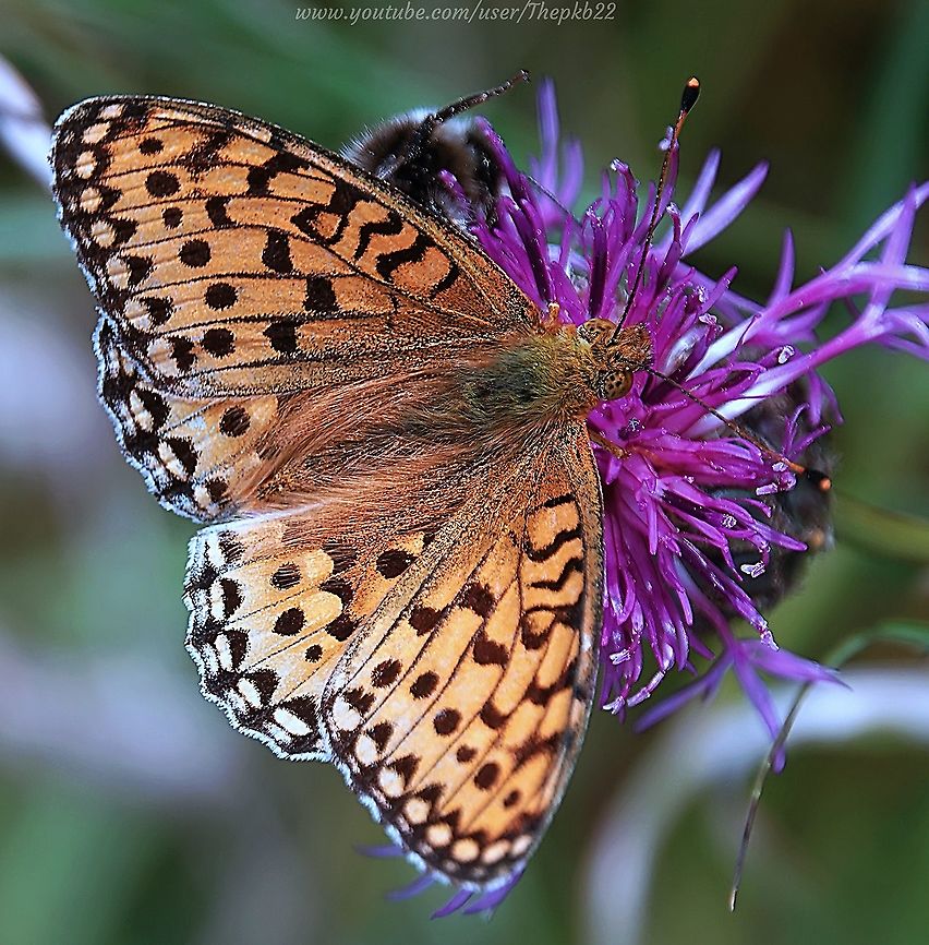 Dark Green Fritillary Butterfly (Argynnis aglaja) Tonight on the southern coastline of the UK, it was dark at 8pm and already I&#039;m pining for the fjords...... I mean, for the long summer evenings spent in wild meadows around Brighton, surrounded by hordes of butterflies, one of the most striking being the Dark Green Fritillary. <br />
<br />
Widespread, but not always easy to find as they don&#039;t tend to be seen in rural areas. Certainly not in a significant numbers.<br />
<br />
Watch them close up in this video: <section class="video"><iframe width="448" height="282" src="https://www.youtube-nocookie.com/embed/C4f7j9CZ7pg?hd=1&autoplay=0&rel=0" frameborder="0" allowfullscreen></iframe></section> Dark Gree,Geotagged,Speyeria aglaja,Summer,United Kingdom