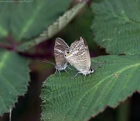 Long-tailed Blue (Lampides boeticus) Although this might be difficult to believe, sighting this globally widespread species in the UK is almost on a par with  finding Bigfoot in your garden would be in the USA.

In this country just a handful of migrants are usually found most years if that, although there's some evidence that numbers may slowly be increasing as these migrants breed and our winters get milder, if not yet quite mild enough.

Today I found 5 individuals and signs are good more will be found in the next few weeks, because, as you can see, these two are coupling.

I have a video from 2019 of the Long-tailed blue in Italy yet to be posted. 

I never imagined I'd be able to take one in my home town, but here it is!  

https://www.youtube.com/watch?v=9RmPrZf4PgY Geotagged,Lampides boeticus,Peablue or Long-tailed Blue,Summer,United Kingdom