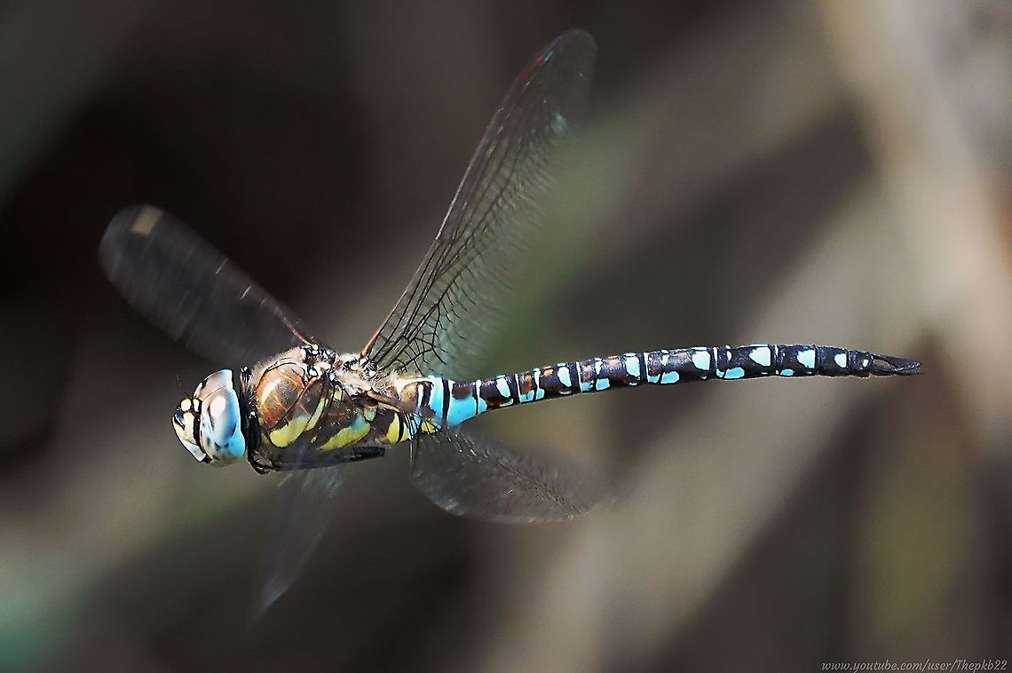 Migrant Hawker (Aeshna mixta) One migrant which doesn&#039;t arrive in the UK by boat is this Migrant Hawker, a fast flying (I know, I spent yesterday afternoon trying to catch up with it) and relatively recent arrival in the UK, not firmly established and working its way northwards.<br />
<br />
Luckily for us photographers, the Migrant Hawker is pretty tolerant of our stumbling and fumbling around in their vicinity, so this was one of the easier close-up videos to capture:<br />
<br />
 <section class="video"><iframe width="448" height="282" src="https://www.youtube-nocookie.com/embed/uUx938i9tiU?hd=1&autoplay=0&rel=0" frameborder="0" allowfullscreen></iframe></section> Aeshna mixta,Geotagged,Migrant Hawker,Summer,United Kingdom