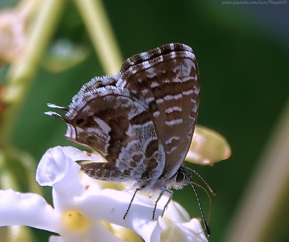 Geranium Bronze (Cacyreus marshalli) This was a lesson in &#039;never taking for granted what you&#039;re seeing&#039;.<br />
<br />
When I saw this butterfly in my sister&#039;s garden in Italy last year, I nonchalantly assumed it was a Long-tailed Blue, of which I already had photos and footage, so I didn&#039;t really take sufficient care with the few snaps I took.<br />
<br />
It was only this summer I realised, this was a different butterfly altogether. What a silly billy.<br />
<br />
Luckily, I shot a video, so full details of this cute little thing can be accessed here: <section class="video"><iframe width="448" height="282" src="https://www.youtube-nocookie.com/embed/EC3VAkbWHuo?hd=1&autoplay=0&rel=0" frameborder="0" allowfullscreen></iframe></section> Cacyreus marshalli,Geotagged,Geranium Bronze,Italy,Summer