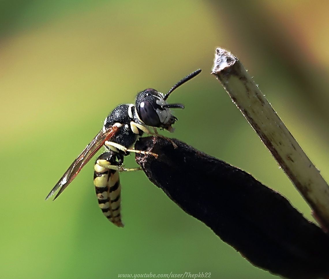 European Bee Wolf (Philanthus Triangulum) What a fascinating little wasp this is, with more of interest than can be encapsulated in a few short lines. Particularly at 1am when my fingers are making typing feel like mixing treacle.<br />
<br />
There&#039;s more information with this video, but if you don&#039;t know much about the Bee Wolf, I urge you to find out more.<br />
<br />
<section class="video"><iframe width="448" height="282" src="https://www.youtube-nocookie.com/embed/MQb2CyL5F-o?hd=1&autoplay=0&rel=0" frameborder="0" allowfullscreen></iframe></section> European beewolf,Geotagged,Philanthus triangulum,Summer,United Kingdom