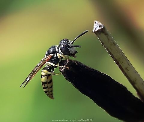 European Bee Wolf (Philanthus Triangulum) What a fascinating little wasp this is, with more of interest than can be encapsulated in a few short lines. Particularly at 1am when my fingers are making typing feel like mixing treacle.

There's more information with this video, but if you don't know much about the Bee Wolf, I urge you to find out more.

https://www.youtube.com/watch?v=MQb2CyL5F-o European beewolf,Geotagged,Philanthus triangulum,Summer,United Kingdom