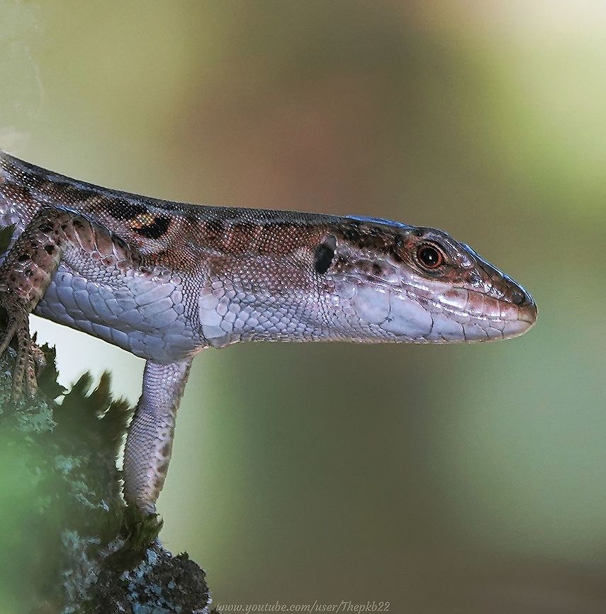 Italian Wall Lizard (Podarcis siculus) This was one of those photos which really should not have turned out to be anywhere near as satisfying as it did (Stop sniggering at the back). <br />
<br />
I spotted this Wall lizard deep in undergrowth at the base of a tree and knowing they have a habit of scuttling away at the first sign of humans (well, me anyway).<br />
<br />
There was only a narrow gap at which to focus and little light, so I really could not have wished for more.<br />
<br />
There's a brief video and further information available here: <section class="video"><iframe width="448" height="282" src="https://www.youtube-nocookie.com/embed/t1DB3_TcNqc?hd=1&autoplay=0&rel=0" frameborder="0" allowfullscreen></iframe></section><br />
<br />
 Geotagged,Italian wall lizard,Italy,Podarcis siculus,Summer