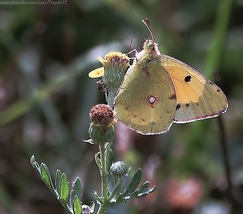 Clouded Yellow (Colias croceus) In the early days of English entomology the male of this beautiful flutterby was known as the Saffron butterfly, and the female was called the Spotted Saffron. it gained its current name after "clouds of yellows" were recorded flying into the UK from mainland Europe in the 18th century.

For more info:     https://www.youtube.com/watch?v=U3luQJmlFEI Clouded yellow,Colias croceus,Geotagged,Summer,United Kingdom