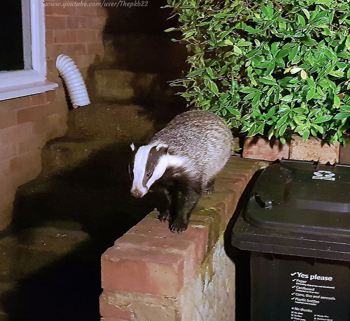 European Badger (Meles meles) I hope you will forgive me this little act of self-indulgence (there may be one other)<br />
<br />
I'd like you to meet Oliver and enjoy a little video in which he is the star.<br />
<br />
Badgers are the UK's largest land predator and because of their largely nocturnal habits and shyness from humans are rarely seen up close. I have many friends who have never seen one in the wild.<br />
<br />
Unless your name is Oliver: <section class="video"><iframe width="448" height="282" src="https://www.youtube-nocookie.com/embed/LFUAvJ1UBVA?hd=1&autoplay=0&rel=0" frameborder="0" allowfullscreen></iframe></section> European badger,Fall,Geotagged,Meles meles,United Kingdom
