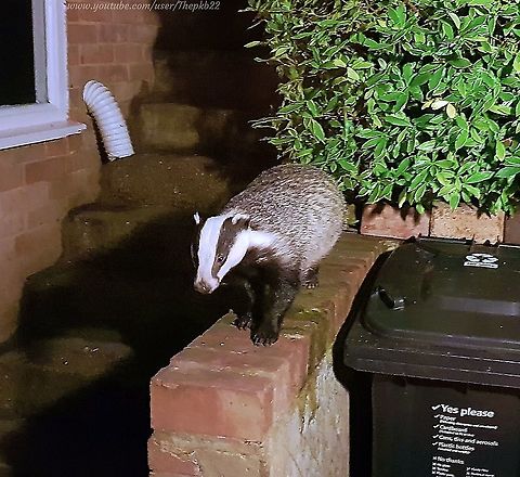European Badger (Meles meles) I hope you will forgive me this little act of self-indulgence (there may be one other)

I'd like you to meet Oliver and enjoy a little video in which he is the star.

Badgers are the UK's largest land predator and because of their largely nocturnal habits and shyness from humans are rarely seen up close. I have many friends who have never seen one in the wild.

Unless your name is Oliver: https://www.youtube.com/watch?v=LFUAvJ1UBVA European badger,Fall,Geotagged,Meles meles,United Kingdom
