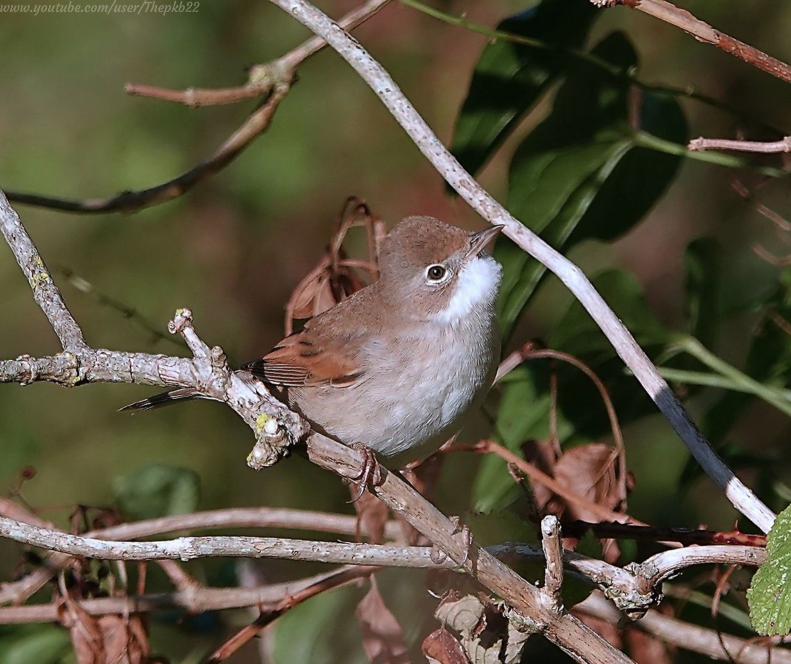 Whitethroat Warbler (Curruca communis) I love this plucky and vociferous little bird, and my winters are always just a little bit sadder for its absence, once it migrates.<br />
<br />
I don&#039;t usually keep the audio on my videos because I dislike the wind my microphone inevitably picks up, even if there isn&#039;t any! <br />
<br />
But I&#039;ve kept it on this video so you can hear the Whitethroat&#039;s song: <section class="video"><iframe width="448" height="282" src="https://www.youtube-nocookie.com/embed/NsoJvKHP46o?hd=1&autoplay=0&rel=0" frameborder="0" allowfullscreen></iframe></section><br />
 Common whitethroat,Geotagged,Summer,Sylvia communis,United Kingdom