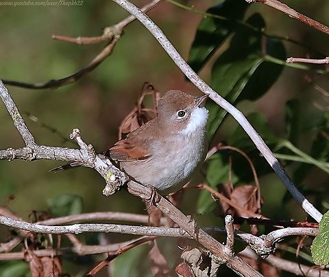 Whitethroat Warbler (Curruca communis) I love this plucky and vociferous little bird, and my winters are always just a little bit sadder for its absence, once it migrates.

I don't usually keep the audio on my videos because I dislike the wind my microphone inevitably picks up, even if there isn't any! 

But I've kept it on this video so you can hear the Whitethroat's song: https://www.youtube.com/watch?v=NsoJvKHP46o
 Common whitethroat,Geotagged,Summer,Sylvia communis,United Kingdom
