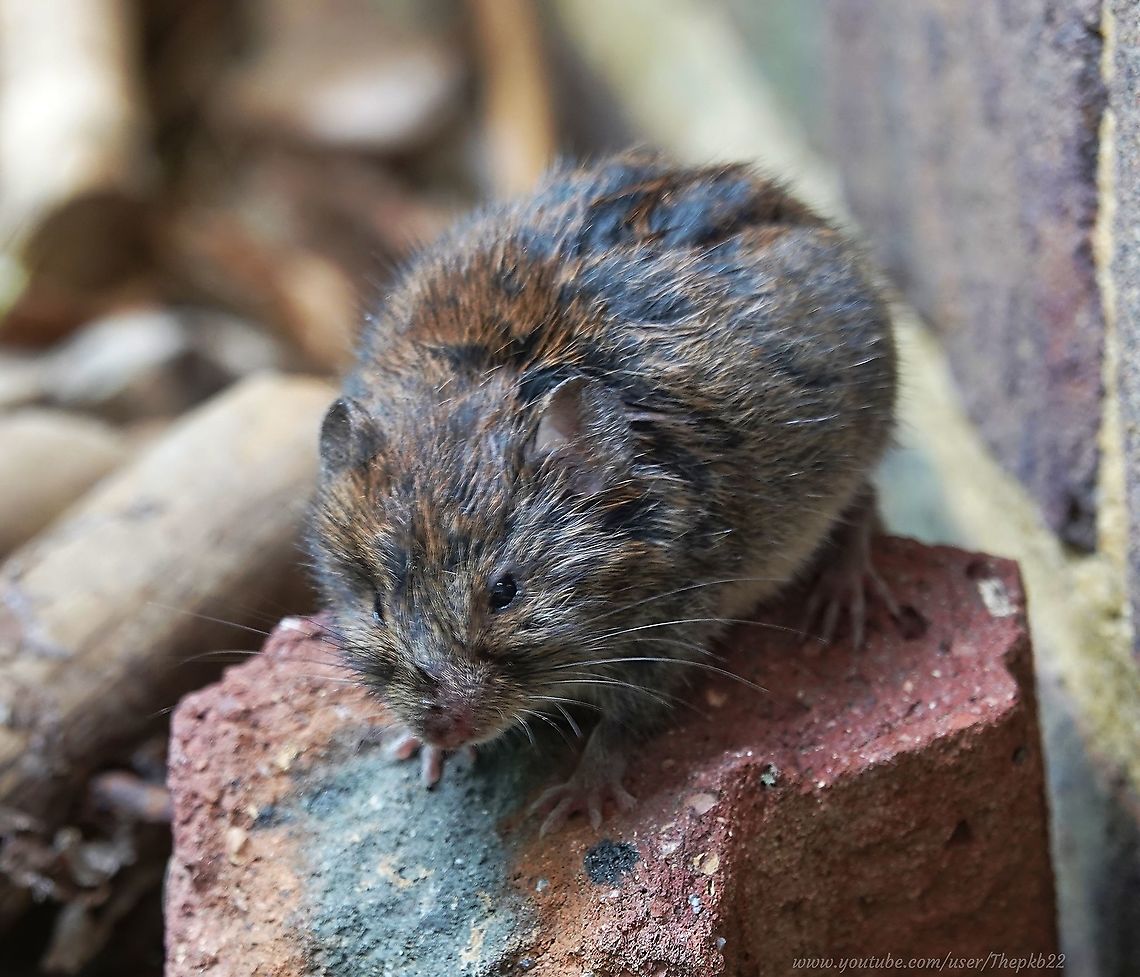 Field Vole (Microtus agrestis) I was surprised to find this little'un running up and down a small high-sided concreted area immediately outside my kitchen door, at the back of my house.<br />
<br />
I assume it had found its way there, but not being a strong climber like many rodents, had yet to find its way out. <br />
<br />
I gently ushered it into a shoe then lifted it up where it could escape into the undergrowth. <br />
<br />
It seemed to like my shoe because it stayed there for a good twenty minutes before finally emerging. After a minute or so composing itself, it toddled off, with a tear in its eye I'm sure.<br />
<br />
The video, with further information on Field Voles can be seen here: <section class="video"><iframe width="448" height="282" src="https://www.youtube-nocookie.com/embed/mEsNoAzRIjY?hd=1&autoplay=0&rel=0" frameborder="0" allowfullscreen></iframe></section> Fall,Field Vole,Geotagged,Microtus agrestis,United Kingdom