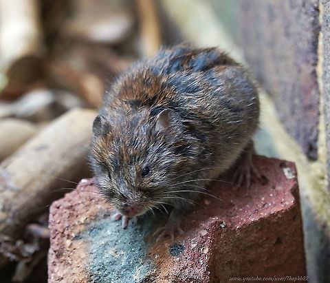 Field Vole (Microtus agrestis) I was surprised to find this little'un running up and down a small high-sided concreted area immediately outside my kitchen door, at the back of my house.

I assume it had found its way there, but not being a strong climber like many rodents, had yet to find its way out. 

I gently ushered it into a shoe then lifted it up where it could escape into the undergrowth. 

It seemed to like my shoe because it stayed there for a good twenty minutes before finally emerging. After a minute or so composing itself, it toddled off, with a tear in its eye I'm sure.

The video, with further information on Field Voles can be seen here: https://www.youtube.com/watch?v=mEsNoAzRIjY Fall,Field Vole,Geotagged,Microtus agrestis,United Kingdom