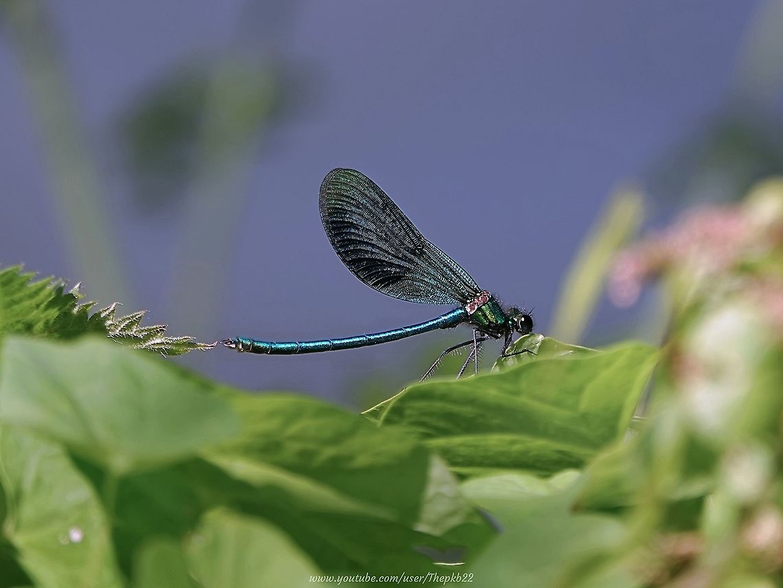 Male & Female Banded Demoiselle (Calopteryx splendens) I have a small number of favourite sites I return to year after year, in between exploring new one&#039;s in and around Sussex.<br />
<br />
At one of these, one of my mid-summer joys is watching these delicate Damselflies darting over the water&#039;s surface, as if playing hop-scotch.<br />
<br />
The Demoiselle can only truly be appreciated up close, so I did my best to do just that for this short video: <br />
<br />
<section class="video"><iframe width="448" height="282" src="https://www.youtube-nocookie.com/embed/zWPnOc-rJBo?hd=1&autoplay=0&rel=0" frameborder="0" allowfullscreen></iframe></section> Calopteryx splendens,Geotagged,Summer,United Kingdom,banded damoiselle