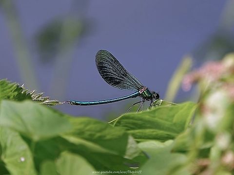 Male & Female Banded Demoiselle (Calopteryx splendens) I have a small number of favourite sites I return to year after year, in between exploring new one's in and around Sussex.

At one of these, one of my mid-summer joys is watching these delicate Damselflies darting over the water's surface, as if playing hop-scotch.

The Demoiselle can only truly be appreciated up close, so I did my best to do just that for this short video: 

https://www.youtube.com/watch?v=zWPnOc-rJBo Calopteryx splendens,Geotagged,Summer,United Kingdom,banded damoiselle