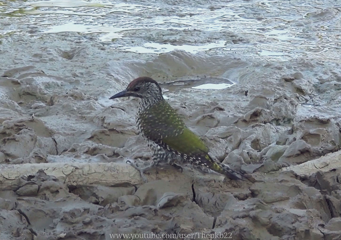 Juvenile Green Woodpecker (Picus viridis) Just yesterday I came across two Green Woodpeckers hopping about a field near my home. <br />
<br />
This is quite unusual because out of the mating season Green Woodpeckers are notoriously unsocial and rarely communicate, even with their partner for life.<br />
<br />
It reminded me I had been fortunate enough to film a close up of a juvenile in July, when I landed in a dew pond almost right in front of me.<br />
<br />
Here it is : <section class="video"><iframe width="448" height="282" src="https://www.youtube-nocookie.com/embed/qfV89P4uTKI?hd=1&autoplay=0&rel=0" frameborder="0" allowfullscreen></iframe></section> European green woodpecker,Geotagged,Green Woodpecker (Picus viridis),Picus viridis,United Kingdom