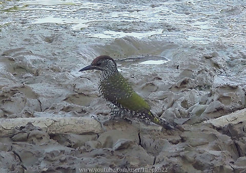 Juvenile Green Woodpecker (Picus viridis) Just yesterday I came across two Green Woodpeckers hopping about a field near my home. 

This is quite unusual because out of the mating season Green Woodpeckers are notoriously unsocial and rarely communicate, even with their partner for life.

It reminded me I had been fortunate enough to film a close up of a juvenile in July, when I landed in a dew pond almost right in front of me.

Here it is : https://youtu.be/qfV89P4uTKI European green woodpecker,Geotagged,Green Woodpecker (Picus viridis),Picus viridis,United Kingdom
