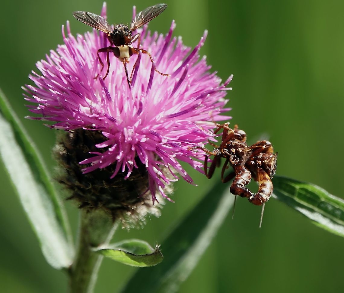 Ferruginous Bee-grabber (Sicus ferrugineus) This is one of those parasitic insects you don't want to be reading too much about over your dinner'<br />
<br />
It does what it says on the tin, grabbing it's victims, often mid-air and injecting its eggs in their abdomen. The larvae that develop over the next 12 to 14 days, killing its host in the process.<br />
<br />
In this video, a mating couple discover romance isn't all flowers and good wishes from their fellow flies: <section class="video"><iframe width="448" height="282" src="https://www.youtube-nocookie.com/embed/eZ_w5JJL3Yg?hd=1&autoplay=0&rel=0" frameborder="0" allowfullscreen></iframe></section> Geotagged,Sicus ferrugineus,Spring,United Kingdom