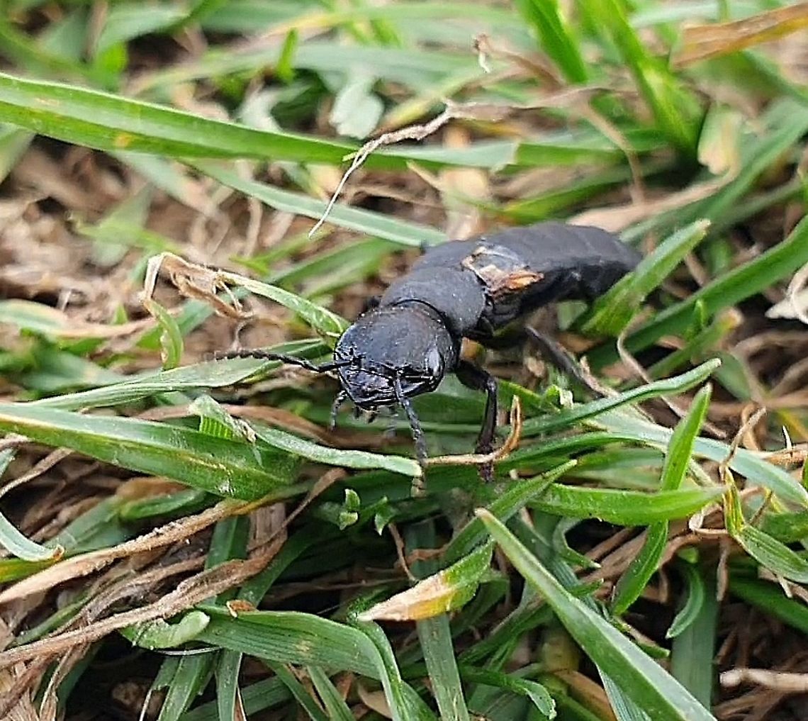 Devil's Coach-Horse (Staphylinus olens) Rarely for me, I was caught without my main camera, and my phone struggled to capture a decent photo of this fast-moving beetle.<br />
<br />
However this was more than compensated for by the accompanying video, which get&#039;s us up close with this fascinating, mythical beastie.<br />
<br />
Make sure to read the commentary on the YouTube page: <section class="video"><iframe width="448" height="282" src="https://www.youtube-nocookie.com/embed/lz6YrUxqbv0?hd=1&autoplay=0&rel=0" frameborder="0" allowfullscreen></iframe></section> Devils coach-horse beetle,Geotagged,Ocypus olens,United Kingdom