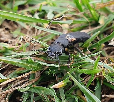 Devil's Coach-Horse (Staphylinus olens) Rarely for me, I was caught without my main camera, and my phone struggled to capture a decent photo of this fast-moving beetle.

However this was more than compensated for by the accompanying video, which get's us up close with this fascinating, mythical beastie.

Make sure to read the commentary on the YouTube page: https://www.youtube.com/watch?v=lz6YrUxqbv0 Devils coach-horse beetle,Geotagged,Ocypus olens,United Kingdom