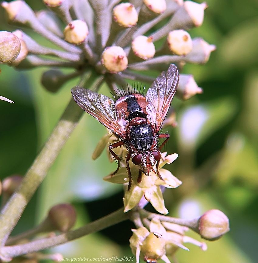 Tachinid Fly (Tachina fera) It&#039;s been raining pretty solidly in my area for the last few days, but we had an afternoon of sunshine yesterday. <br />
<br />
It&#039;s surprising how quickly insects suddenly appear, as if from nowhere as soon as the sun comes out.<br />
<br />
This large Tachnid fly species is reaching the very end of its usual seasonal appearance, but this one is still going strong as witnessed in this video: <section class="video"><iframe width="448" height="282" src="https://www.youtube-nocookie.com/embed/43BCJ3B4LSY?hd=1&autoplay=0&rel=0" frameborder="0" allowfullscreen></iframe></section> Fall,Geotagged,Tachina fera,United Kingdom