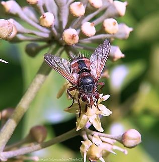 Tachinid Fly (Tachina fera) It's been raining pretty solidly in my area for the last few days, but we had an afternoon of sunshine yesterday. 

It's surprising how quickly insects suddenly appear, as if from nowhere as soon as the sun comes out.

This large Tachnid fly species is reaching the very end of its usual seasonal appearance, but this one is still going strong as witnessed in this video: https://www.youtube.com/watch?v=43BCJ3B4LSY Fall,Geotagged,Tachina fera,United Kingdom