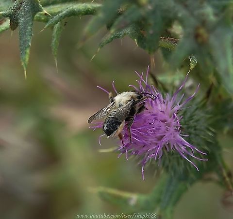 Patchwork Leaf-cutter Bee (Megachile_centuncularis) Having relocated several Bee Hotels to a different aspect on the walls of my house earlier this year, I was delighted not long afterwards to catch sight of a Leaf-cutter Bee decimating one of my plants in order to prepare to move into one of the said hotels.

I was able to catch her remarkable technique on film: https://www.youtube.com/watch?v=-n62XyfEy1Q Geotagged,Megachile centuncularis,Summer,United Kingdom