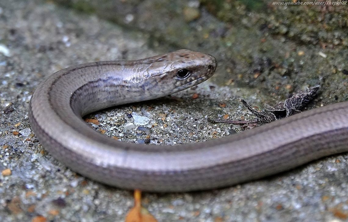 Slow Worm (Anguis fragilis) I was mightily surprised to stumble across this large female Slow Worm in the garden this morning, as it&#039;s the first really good sighting I&#039;ve had of one this summer, and she&#039;s due to hibernate very soon.<br />
<br />
Watch her as she slithers away. Maybe until next March?<br />
<section class="video"><iframe width="448" height="282" src="https://www.youtube-nocookie.com/embed/aZbMkfBR6RE?hd=1&autoplay=0&rel=0" frameborder="0" allowfullscreen></iframe></section> Anguis fragilis,Fall,Geotagged,Slow worm,United Kingdom