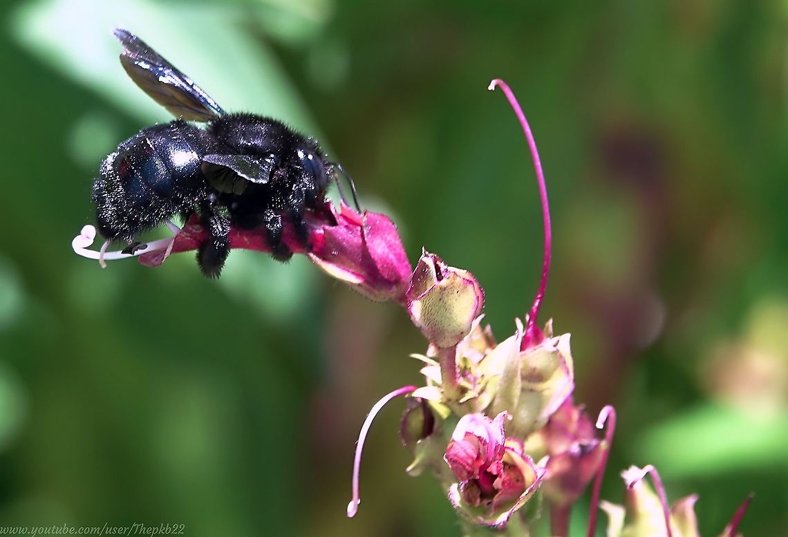 Bumblebee Bombus atratus On a very warm day at over 11,000 feet in the heart of Inca country in the Peruvian Andes, I was not expecting to see this impressive, black Bumblebee.<br />
<br />
But there they were, in the heart of Cusco, working &amp; buzzing away in the midday heat while we humans were seeking shade. Although in a hurry to catch a bus at the time, I had to take a few photos and record a short video.<br />
<br />
<section class="video"><iframe width="448" height="282" src="https://www.youtube-nocookie.com/embed/DOynpbIDHEY?hd=1&autoplay=0&rel=0" frameborder="0" allowfullscreen></iframe></section> Bombus atratus,Geotagged,Peru,Spring