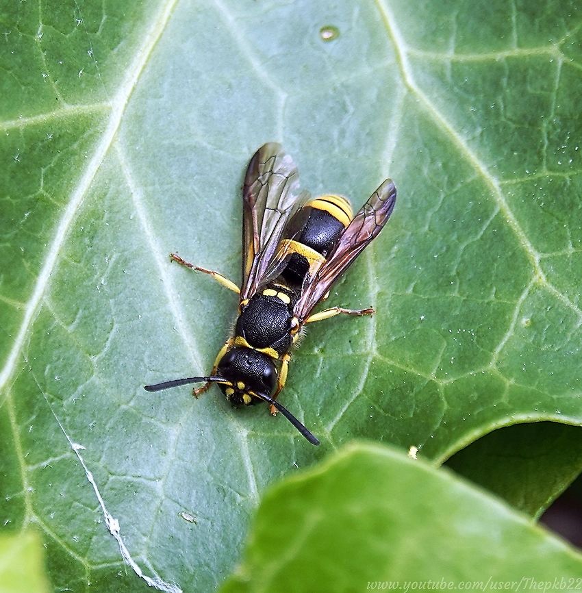 European Tube Wasp (Ancistrocerus gazella) Every now and then, just as you're idly minding everybody else's business, something of interest lands right in front of you.<br />
<br />
Such it was with this lady, yesterday in the garden.<br />
<br />
<section class="video"><iframe width="448" height="282" src="https://www.youtube-nocookie.com/embed/QuqRFyqX_28?hd=1&autoplay=0&rel=0" frameborder="0" allowfullscreen></iframe></section> Ancistrocerus gazella,European potter wasp,Fall,Geotagged,United Kingdom