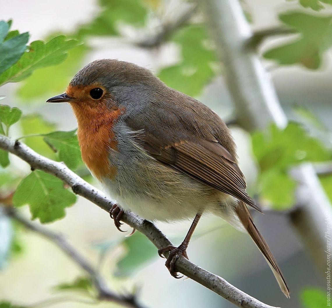 European Robin (Erithacus rubecula) The Robin won&#039;t be a stranger to anyone, but they hold a special place in what&#039;s left of British hearts, so I&#039;m indulging again.<br />
<br />
More information and Robin facts here: <section class="video"><iframe width="448" height="282" src="https://www.youtube-nocookie.com/embed/mm91tuH8Vhg?hd=1&autoplay=0&rel=0" frameborder="0" allowfullscreen></iframe></section> Erithacus rubecula,European robin,Fall,Geotagged,United Kingdom