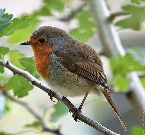 European Robin (Erithacus rubecula) The Robin won't be a stranger to anyone, but they hold a special place in what's left of British hearts, so I'm indulging again.

More information and Robin facts here: https://www.youtube.com/watch?v=mm91tuH8Vhg Erithacus rubecula,European robin,Fall,Geotagged,United Kingdom
