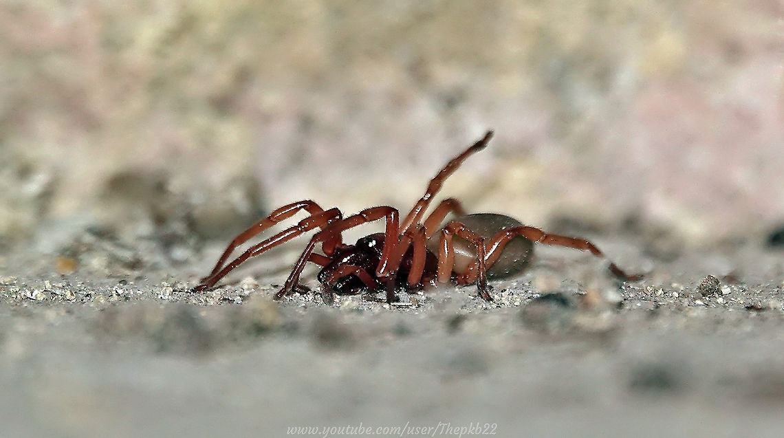 Woodlouse Spider (Dysdera crocata) If ever you&#039;re looking for the perfect &#039;pest&#039; control, this is a fine example, a &#039;pest&#039; hunter who leaves your leaves alone!<br />
<br />
For a close up :<section class="video"><iframe width="448" height="282" src="https://www.youtube-nocookie.com/embed/POULfxuxuqo?hd=1&autoplay=0&rel=0" frameborder="0" allowfullscreen></iframe></section><br />
<br />
 Dysdera crocata,Fall,Geotagged,United Kingdom,Woodlouse spider