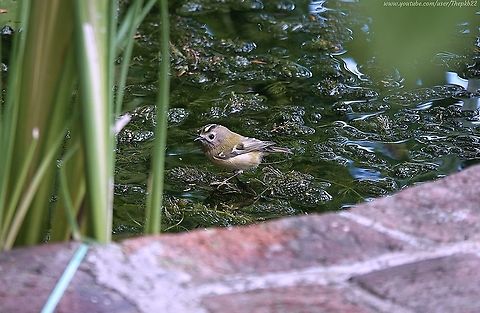 Goldcrest (Regulus regulus) In the 20 years I've lived in my house, this is the first time I've had the chance of getting even a half reasonable photo opportunity with a Goldcrest, partly because it's so easy to miss such a tiny little bird as it hides itself in a flock of Sparrows or Wrens.

I certainly didn't expect to see one in the garden this early in the winter.

I suspect it's because I've made a real effort this year to collect rainwater to ensure my pond ended the summer even fuller than it was at the end of last winter, having fixed a leak.

Here it is in all its soaked glory: https://youtu.be/aUjsEeTc1ls Fall,Geotagged,Goldcrest,Regulus regulus,United Kingdom