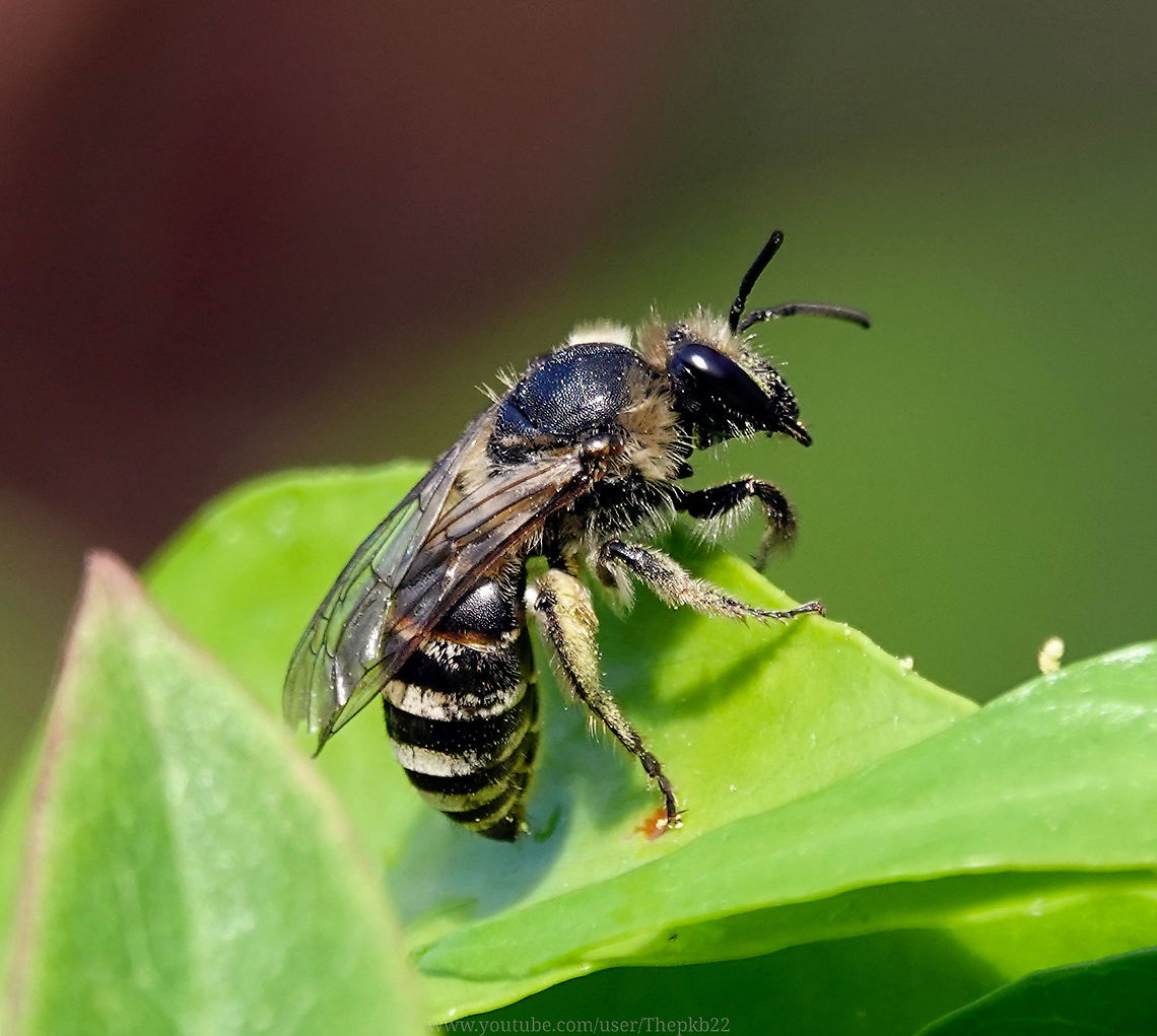Ivy Plasterer Bee (Colletes hederae) Very easy indeed to overlook, this late emerging Ivy bee can easily be mistaken for a Honeybee, particularly if, like this specimen, you&#039;re mature and lost most of your distinctive colouring.<br />
<br />
However there are a couple of very interesting facts which make this bee out as something a little special for us in the UK. <br />
<br />
Read and watch here : <section class="video"><iframe width="448" height="282" src="https://www.youtube-nocookie.com/embed/Ydq9cm0FPhc?hd=1&autoplay=0&rel=0" frameborder="0" allowfullscreen></iframe></section> Colletes hederae,Fall,Geotagged,United Kingdom