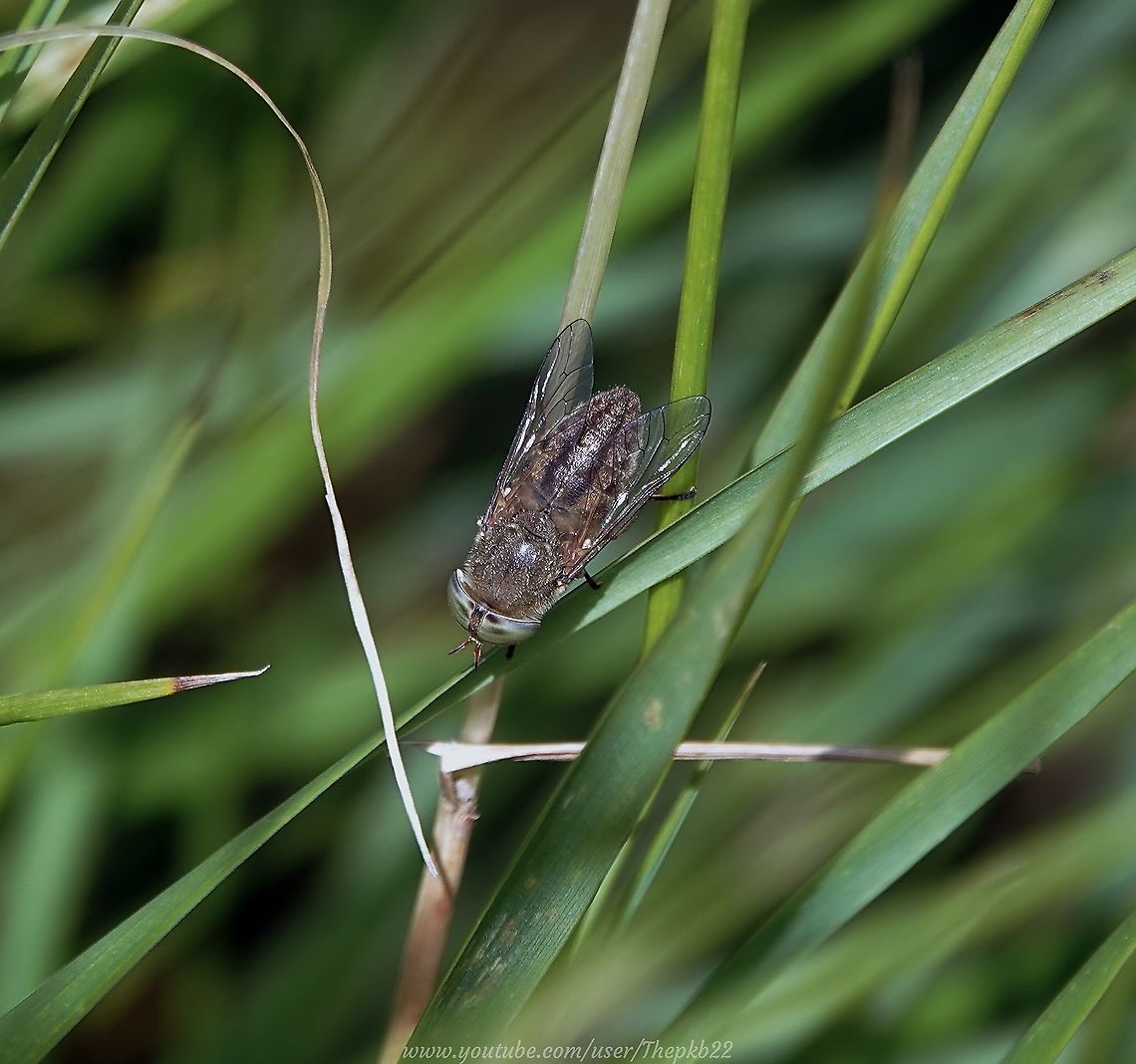 Four-lined Horsefly (Atylotus rusticus) This horse-fly is now very rare in the UK, with its status is recorded as such on the RDB1 (Red Data Book Species).<br />
<br />
 A. rusticus is mostly found on southern coastal grazing marsh, especially within East Sussex, which is the type of environment in which I found this specimen, albeit a little distance away from where most existing records show it to be.<br />
<br />
The only other known site of significance is many miles north and inland, close to Oxford and in the Cambridgeshire Fens. The larvae are probably predatory in wet plant debris of freshwater ditches and pools which characterise both locations.<br />
<br />
Alas no video for this one as it flew away before I could film it.<br />
<br />
However, given its rarity, I feel very fortunate to have managed a couple of photographs at least. Atylotus rusticus,Geotagged,Summer,United Kingdom