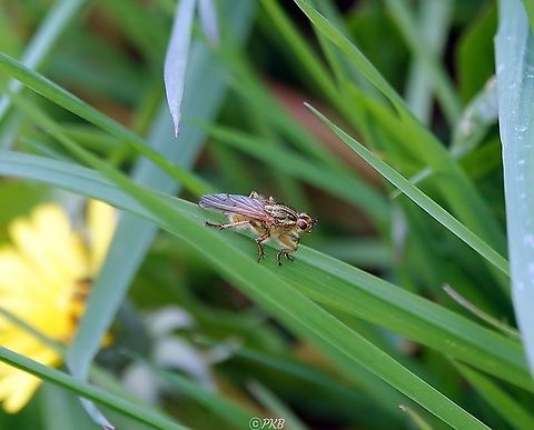 Yellow Dung Fly (Scathophaga stercoraria) This is one of our most familiar and most studied insects, and yet there are still surprises to be had.

If you don't mind witnessing a little harsh reality of the nature of nature, watch this 6 minute accompanying video (with a link in the comments section to another video).

 https://www.youtube.com/watch?v=GmvYYAAQE_U Geotagged,Scathophaga stercoraria,Spring,United Kingdom