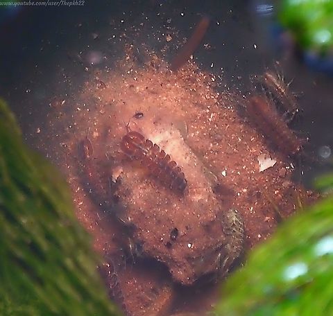 Water Slater (Asellus aquaticus) I check and maintain my pond at home most days, and rarely see these bottom feeders, so they immediately attracted my attention.

As I note in the accompanying video, I suspect they were feeding on a dead frog (a possible concern in itself) which drew them closer to the surface.

The photo is a little hazy as it's taken through a couple of inches of daytime water, but luckily the video gives a clearer view, and further information on this pond dweller: 

https://www.youtube.com/watch?v=taFMbnneItY Asellus aquaticus,Geotagged,United Kingdom
