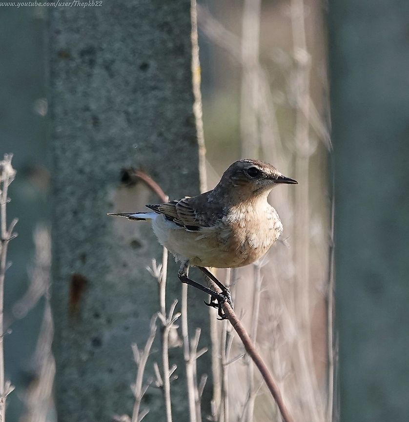 Eurasian Rock Pipit (Anthus petrosus) Strictly a coastal bird, and found only in northern Europe and the along the coasts of Scandinavia, the Rock Pipit is therefore a stranger to most of the region&#039;s population, which is a shame because it&#039;s an entertaining little bird.<br />
<br />
When disturbed they will fly low to a new vantage point, but usually not very far, so they are easy to track once you find one.<br />
<br />
Having said that, they are restless little so &#039;n&#039; so&#039;s &amp; rarely remain still for very long, so photography often has to be done &#039;on the go&#039;.<br />
<br />
For a close up view: <section class="video"><iframe width="448" height="282" src="https://www.youtube-nocookie.com/embed/c8TMQNIEvXw?hd=1&autoplay=0&rel=0" frameborder="0" allowfullscreen></iframe></section> Anthus petrosus,Eurasian rock pipit,Fall,Geotagged,United Kingdom