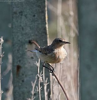 Eurasian Rock Pipit (Anthus petrosus) Strictly a coastal bird, and found only in northern Europe and the along the coasts of Scandinavia, the Rock Pipit is therefore a stranger to most of the region's population, which is a shame because it's an entertaining little bird.

When disturbed they will fly low to a new vantage point, but usually not very far, so they are easy to track once you find one.

Having said that, they are restless little so 'n' so's & rarely remain still for very long, so photography often has to be done 'on the go'.

For a close up view: https://www.youtube.com/watch?v=c8TMQNIEvXw Anthus petrosus,Eurasian rock pipit,Fall,Geotagged,United Kingdom