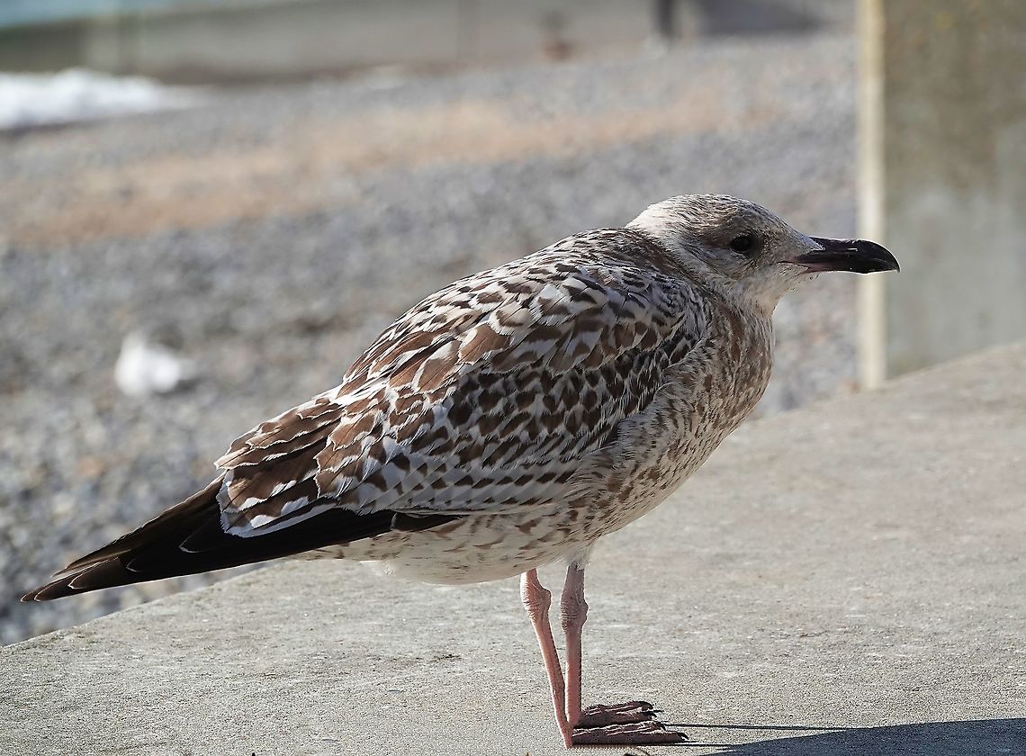 Juvenile European Herring Gull (Larus argentatus) I had stopped off to take a few photos, while on a cycle along the coastal walk which runs underneath the high white cliffs of Brighton, when this juvenile Herring Gull. calling loudly for food, walked right up to me, no more than two feet away at one point.<br />
<br />
Back at base, I discovered yet again, that a seemingly familiar sight turns out to be far more remarkable than I had appreciated in full.<br />
<br />
I&#039;ve given some detail here.  Turn up the volume and you&#039;ll hear it calling over the sound of the wind: <section class="video"><iframe width="448" height="282" src="https://www.youtube-nocookie.com/embed/ga6wdyww-PQ?hd=1&autoplay=0&rel=0" frameborder="0" allowfullscreen></iframe></section> European herring gull,Fall,Geotagged,Larus argentatus,United Kingdom