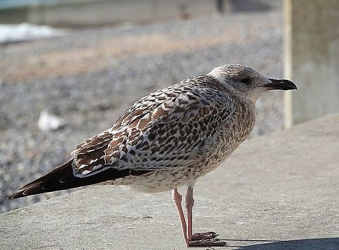 Juvenile European Herring Gull (Larus argentatus) I had stopped off to take a few photos, while on a cycle along the coastal walk which runs underneath the high white cliffs of Brighton, when this juvenile Herring Gull. calling loudly for food, walked right up to me, no more than two feet away at one point.

Back at base, I discovered yet again, that a seemingly familiar sight turns out to be far more remarkable than I had appreciated in full.

I've given some detail here.  Turn up the volume and you'll hear it calling over the sound of the wind: https://www.youtube.com/watch?v=ga6wdyww-PQ European herring gull,Fall,Geotagged,Larus argentatus,United Kingdom