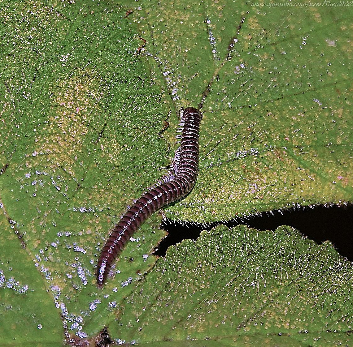 White-legged Snake Millipede (Tachypodoiulus niger) A difficult photo &amp; video to take, this one.<br />
<br />
I spotted this Millipede in the early hours while walking home from feeding my fox (more of him at a later date) and as you can see the Millipede is tiny, seen here in the crease of a leaf, illuminated by torch.<br />
<br />
Nonetheless, fascinating to watch: <section class="video"><iframe width="448" height="282" src="https://www.youtube-nocookie.com/embed/GpotHGdA0x0?hd=1&autoplay=0&rel=0" frameborder="0" allowfullscreen></iframe></section> Fall,Geotagged,Tachypodoiulus niger,United Kingdom