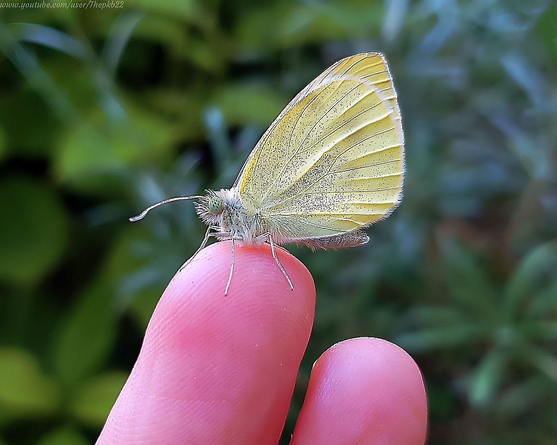 Green-veined White Butterflies (Pieris napi) Two stories here.<br />
<br />
The photograph is of a female Green-veined White Butterfly, one of three which successfully pupated in my kitchen rubbish bin, and which clung to my finger for ages afterwards before I was able to coax her onto a plant,  She remained there motionless over night, monitored by me as her wings dried. <br />
<br />
I saw her fly off the following morning.<br />
<br />
The video is of a pair I found mating in a church graveyard, as you do: <section class="video"><iframe width="448" height="282" src="https://www.youtube-nocookie.com/embed/bkCLDxLQ1so?hd=1&autoplay=0&rel=0" frameborder="0" allowfullscreen></iframe></section> Geotagged,Green-veined White,Pieris napi,United Kingdom