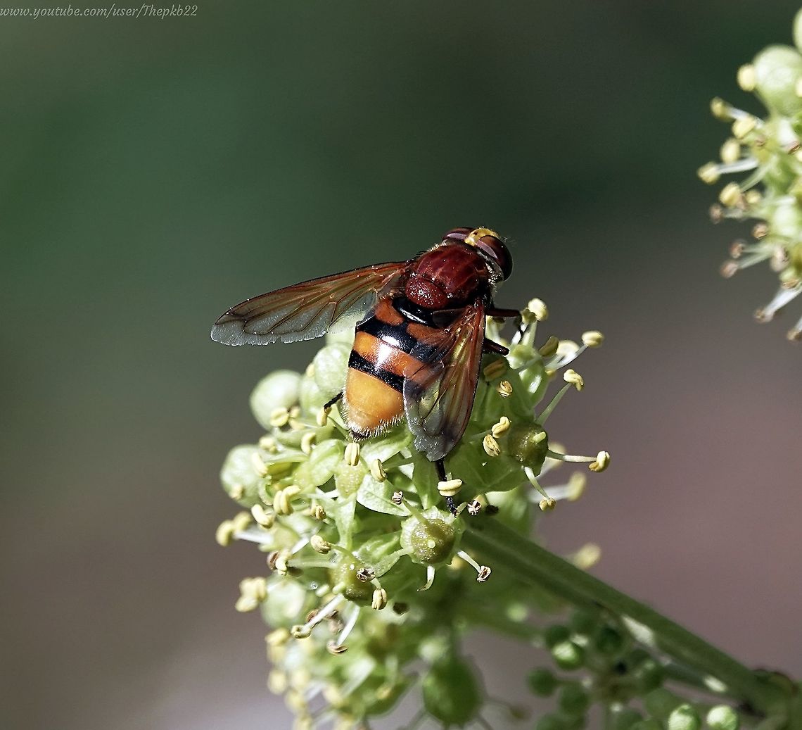 Hornet Mimic Hoverfly (Volucella zonaria) When you see this large hoverfly in among mostly smaller hovers, wasps and bees, it looks like the gentle giant, who&#039;d you&#039;d avoid upsetting, just in case.<br />
<br />
A summer migrant, currently restricted to the southern half of the UK, it&#039;s a useful pollinator, as are very many hoverflies.<br />
<br />
More information here:<section class="video"><iframe width="448" height="282" src="https://www.youtube-nocookie.com/embed/uUGAyvi-lXs?hd=1&autoplay=0&rel=0" frameborder="0" allowfullscreen></iframe></section><br />
 Fall,Geotagged,Hornet mimic hoverfly,United Kingdom,Volucella zonaria
