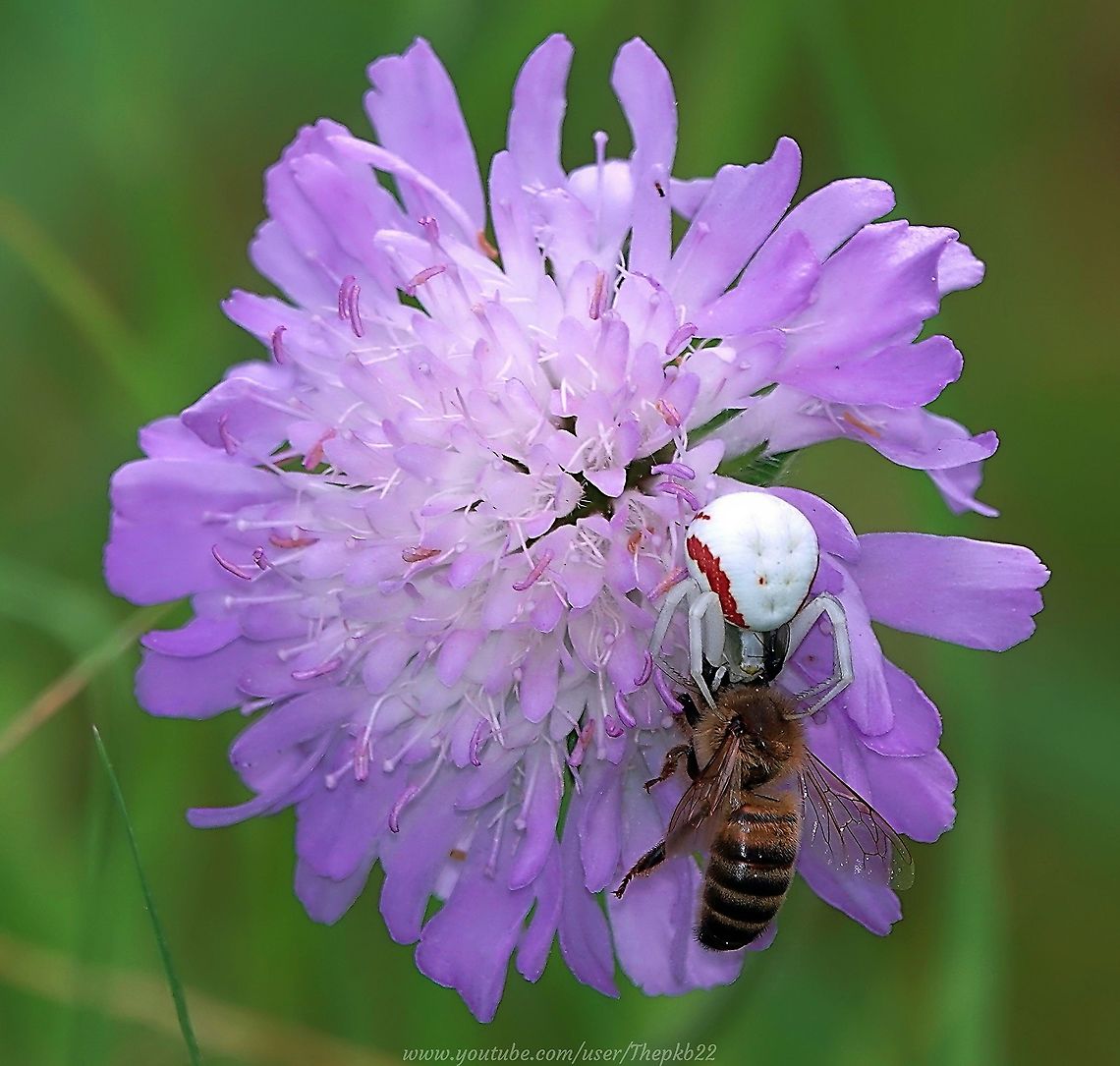 Crab Spider (Misumena vatia) This is one from 2019, when I spotted this Crab spider patiently waiting for its venom to complete its job, so that she  could enjoy her spoils.<br />
<br />
<section class="video"><iframe width="448" height="282" src="https://www.youtube-nocookie.com/embed/mLuSZBqt0a4?hd=1&autoplay=0&rel=0" frameborder="0" allowfullscreen></iframe></section><br />
 Geotagged,Goldenrod crab spider,Misumena vatia,Summer,United Kingdom