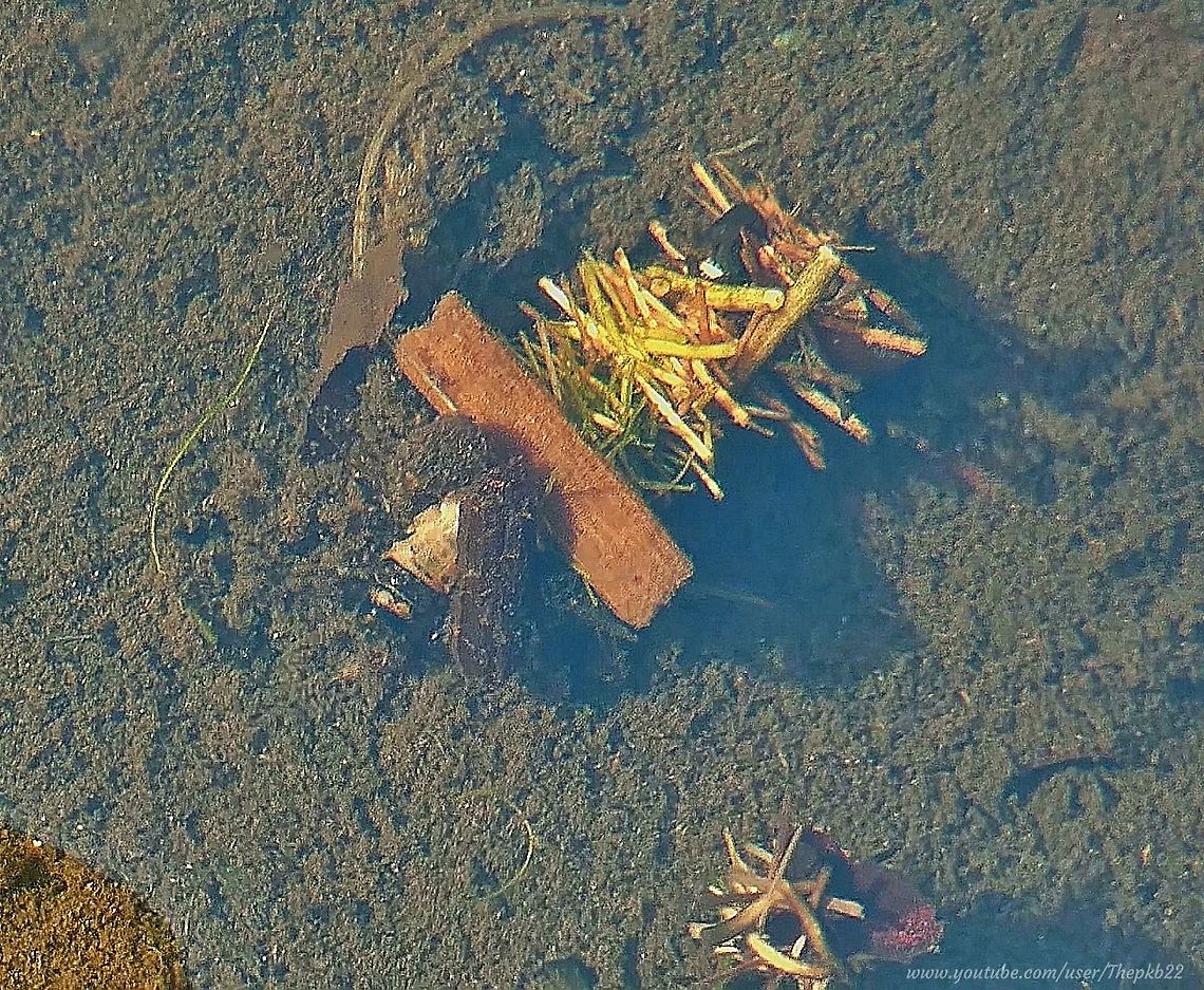 Caddisfly Limnephilus flavicornis Sitting on the edge of a small, not particularly well maintained pond in London in April 2019, I was staring into the water fascinated by the various examples of aquatic life, and by these irregular clumps of debris floating around in the water at the bottom of the pond.<br />
<br />
It suddenly occurred to me it was still water, so why were these things moving? <br />
<br />
I took my camera out and focused it beyond the reflecting surface and soon realised this was actually some kind of alien species recently landed on Earth. <br />
<br />
I was quite disappointed to eventually find out it was Caddisfly larvae.<br />
<br />
It&#039;s taken me those 19 months and a lot of research to feel reasonably confident of the specific species ID.<br />
<br />
Watch in close-up as these larvae somehow navigate their way around the water, dragging with them, what in effect is a house : <section class="video"><iframe width="448" height="282" src="https://www.youtube-nocookie.com/embed/xTZbMRPPN4M?hd=1&autoplay=0&rel=0" frameborder="0" allowfullscreen></iframe></section> Geotagged,Limnephilus flavicornis,United Kingdom
