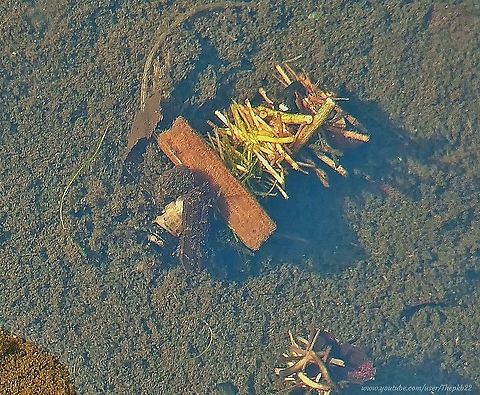 Caddisfly Limnephilus flavicornis Sitting on the edge of a small, not particularly well maintained pond in London in April 2019, I was staring into the water fascinated by the various examples of aquatic life, and by these irregular clumps of debris floating around in the water at the bottom of the pond.

It suddenly occurred to me it was still water, so why were these things moving? 

I took my camera out and focused it beyond the reflecting surface and soon realised this was actually some kind of alien species recently landed on Earth. 

I was quite disappointed to eventually find out it was Caddisfly larvae.

It's taken me those 19 months and a lot of research to feel reasonably confident of the specific species ID.

Watch in close-up as these larvae somehow navigate their way around the water, dragging with them, what in effect is a house : https://www.youtube.com/watch?v=xTZbMRPPN4M Geotagged,Limnephilus flavicornis,United Kingdom