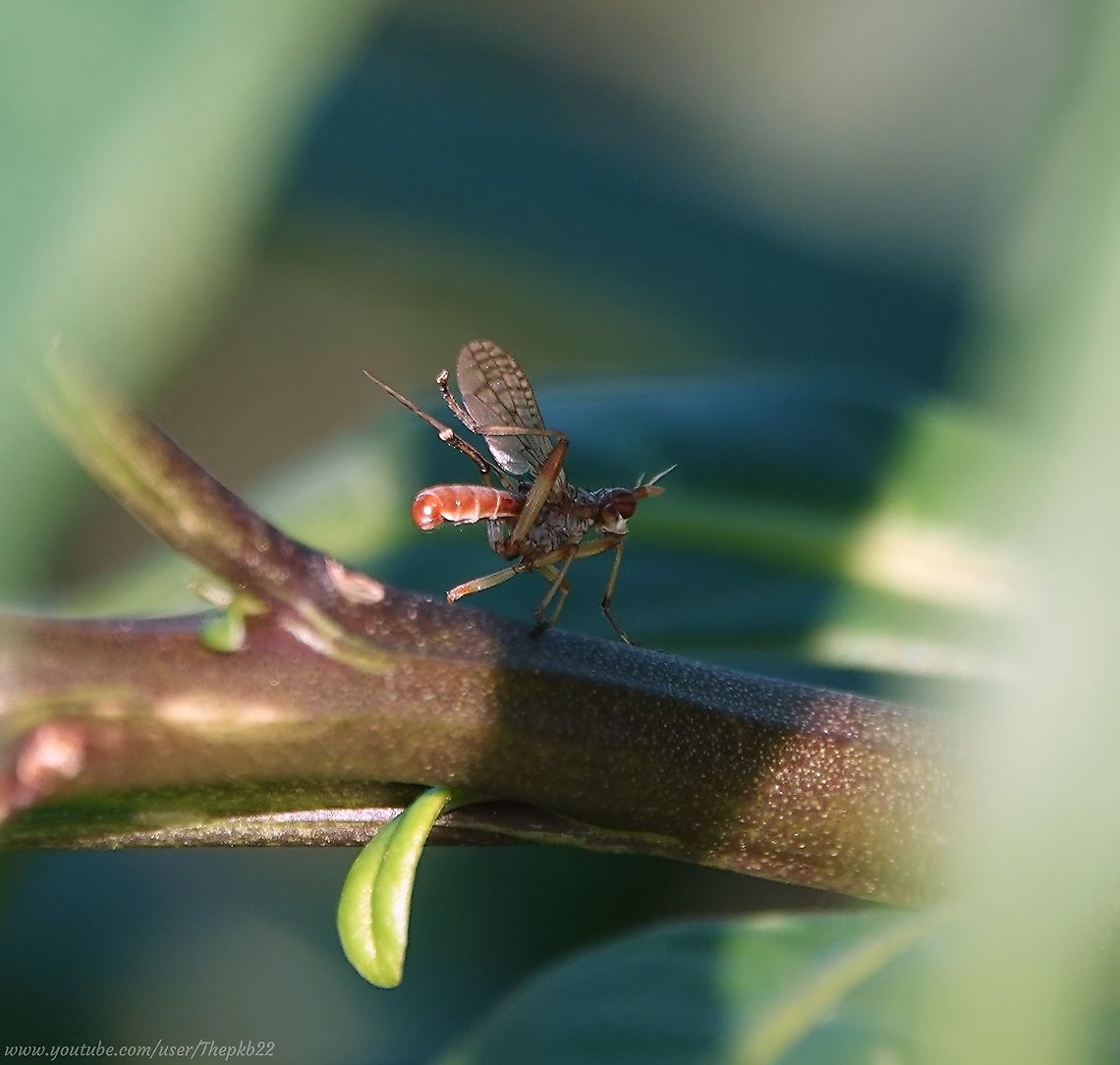 Chalk Snailkiller (Dichetophora obliterata) At first I mistook this for a Robber Fly, but on further exploration I discovered, despite there being little information, it is one of 72 known Snail-killers in the UK, and one which thrives on the chalkland in which my home town is so rich.<br />
<br />
It was quite difficult to reach and I didn't want to disturb it but this video gives you a pretty good view and further information.<br />
<br />
I managed the ID with the help of one of the foremost experts in the field. Twitter has its uses.<br />
<br />
<section class="video"><iframe width="448" height="282" src="https://www.youtube-nocookie.com/embed/68xBVaIokh0?hd=1&autoplay=0&rel=0" frameborder="0" allowfullscreen></iframe></section> Dichetophora obliterata,Fall,Geotagged,United Kingdom